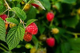 Gourmet Organic Loose-Leaf Red Raspberry Tea