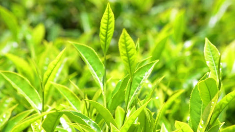 Gourmet Organic Green Tea